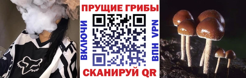 Купить где  Балтийск  Псилоцибиновые грибы Psilocybine cubensis 